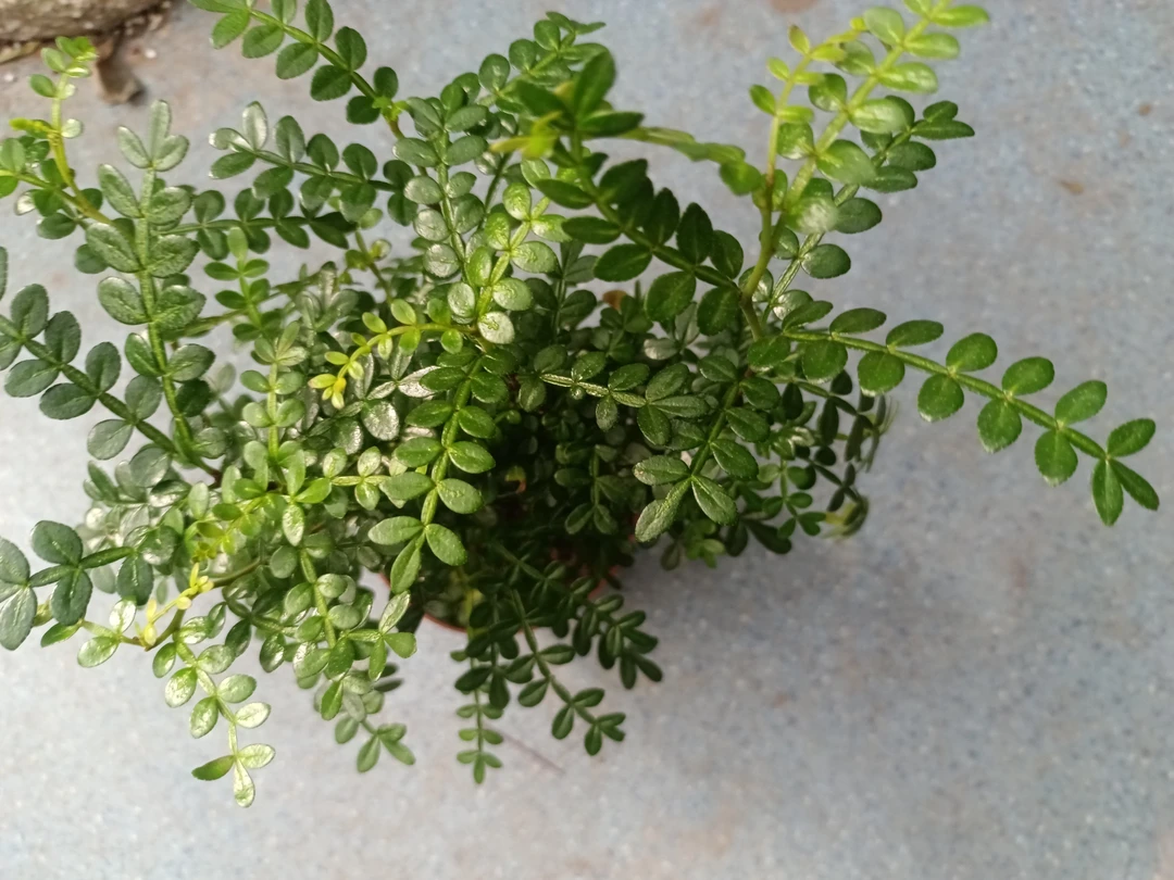 小清香木，乌市发货