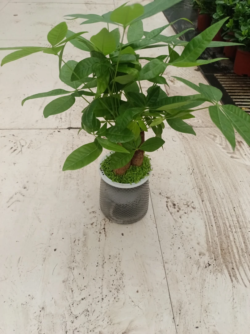 水培发财树,三杆,带草