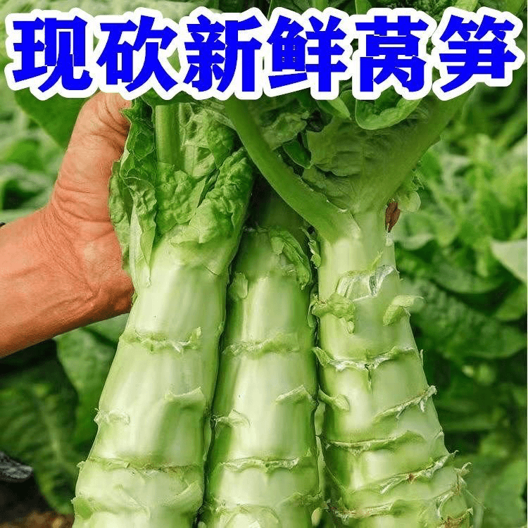莴笋新鲜山东现摘绿莴笋农家自种青笋现摘莴苣时令蔬菜当季一整箱