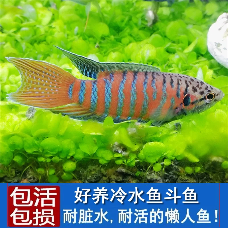 中国斗鱼活鱼活体普叉冷水淡水观赏鱼养不死旁皮婆叉尾耐养花手巾