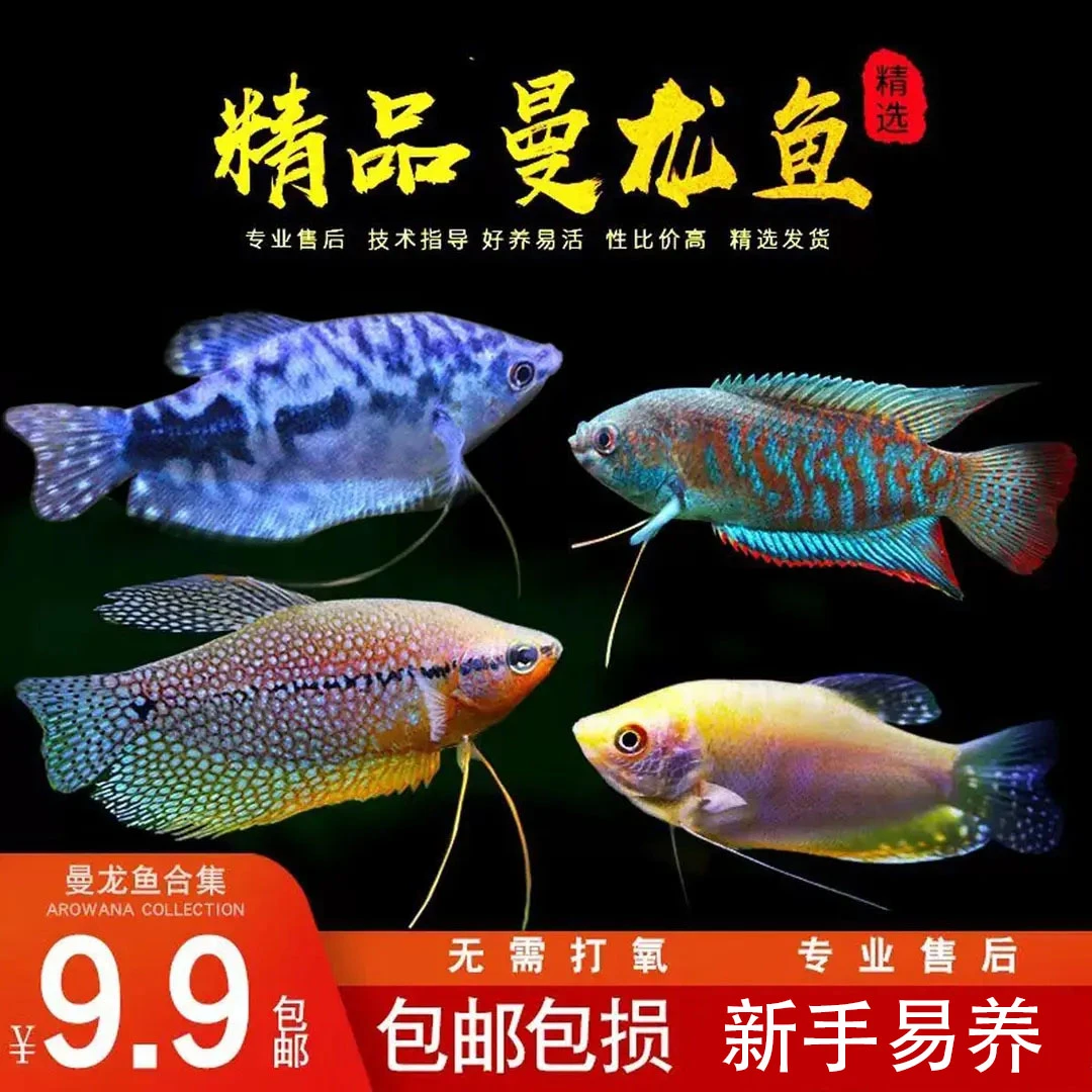 曼龙鱼淡水鱼苗观赏鱼好养耐活小鱼不打氧小型五彩丽丽鱼新手活鱼