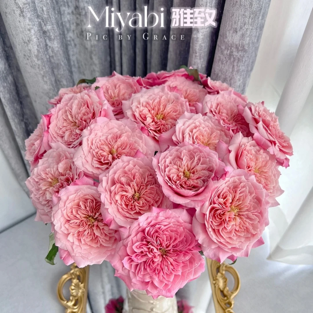 【臻选A级品质】雅致玫瑰/生花苞小 会开炸/日式小众/奥斯汀花型