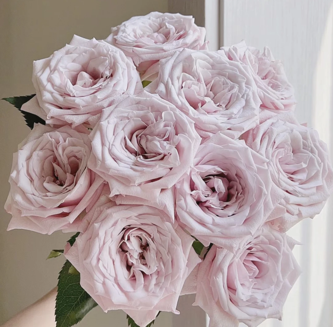 【臻选A级品质】哈雅玫瑰/温柔粉紫色调/花期可