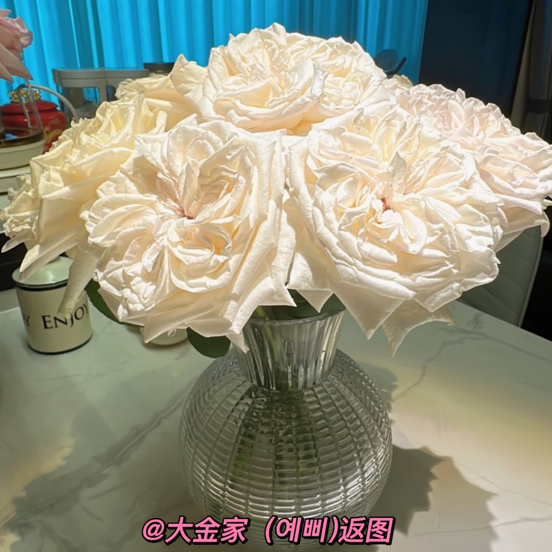【臻选A级品质】白荔枝玫瑰/浓香玫瑰/花期略短