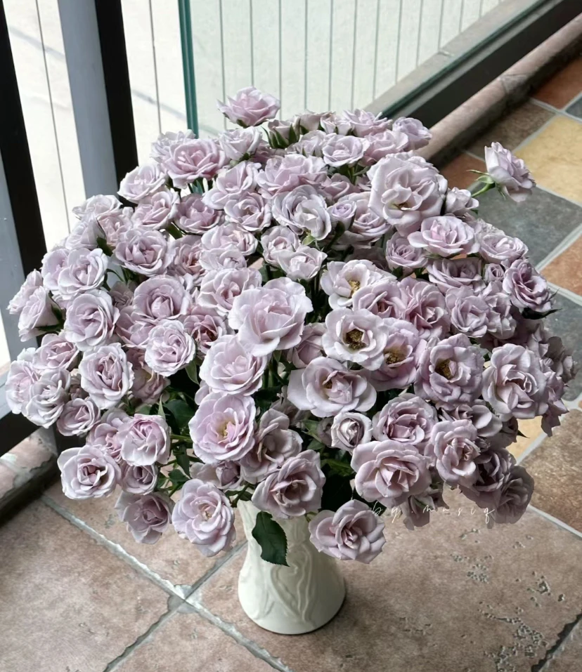 【臻选A级品质】焦糖纯真多头玫瑰/莫兰蒂灰紫色/小波浪花瓣