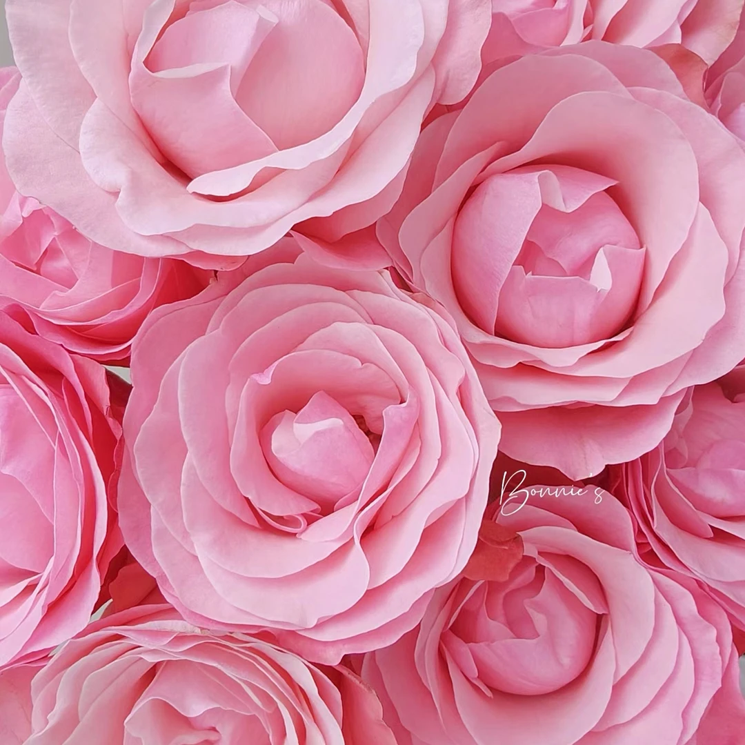 【一朵花臻选】和弦玫瑰/螺旋花型/嫩粉色系/稀有玫瑰