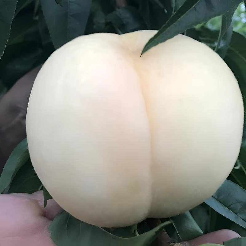 新品种白桃树苗白如玉桃树苗白如雪桃树苗盆栽地栽桃树苗当年结果