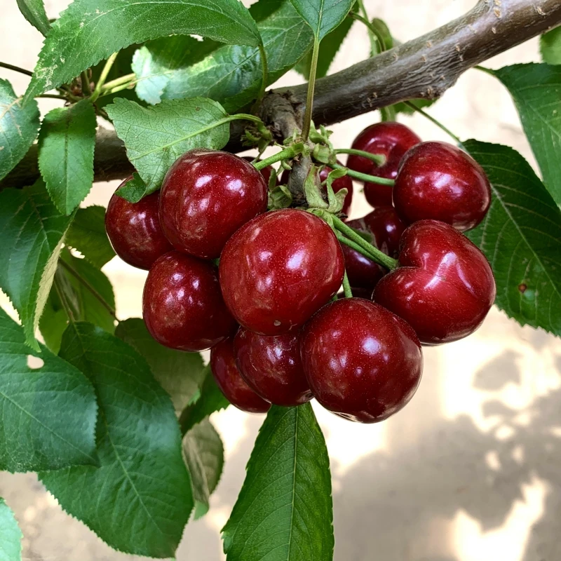 樱桃树苗嫁接美早樱桃水果树苗盆栽地栽南北方庭院种植当年结果苗