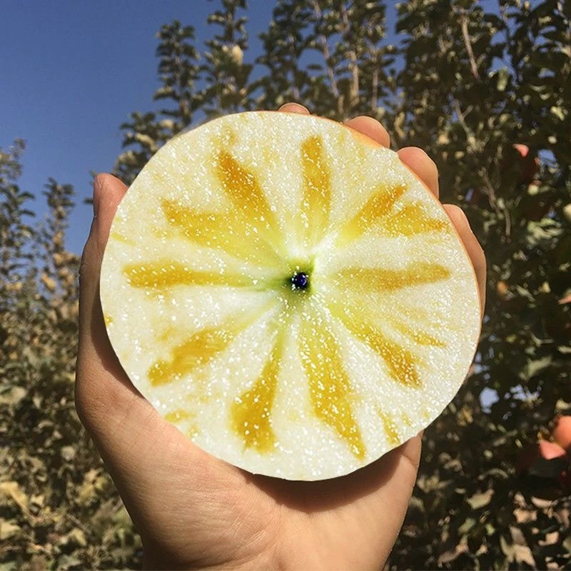 嫁接苹果树苗特大冰糖心苹果苗地载庭院南北方果树苗种植当年结果