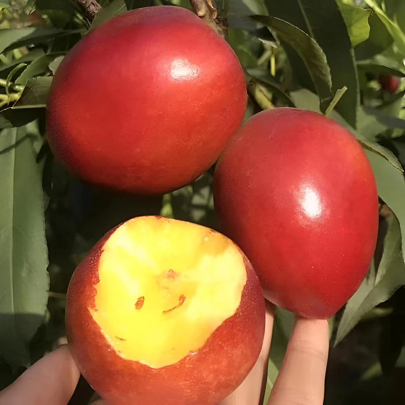 特大油桃树苗 金硕油桃苗 郑3-12油桃树苗当年结果树南方北方种植