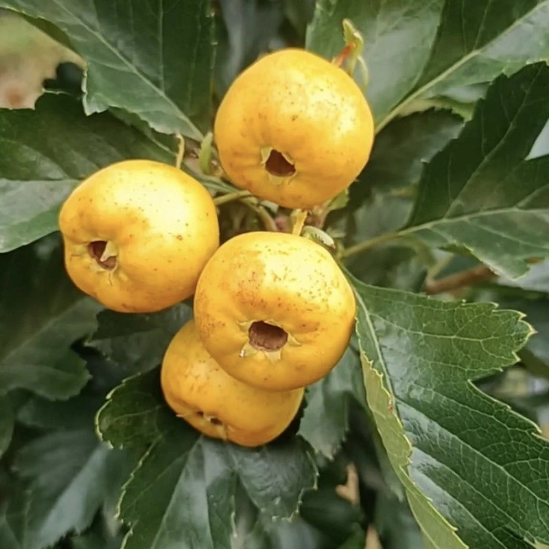 新品种黄山楂苗 黄金豆 甜山楂树苗 嫁接黄如意山楂苗 黄果山楂苗