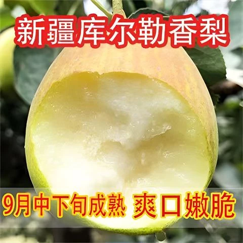 新疆库尔勒香梨苗嫁接梨树苗当年结果南北方种植地栽盆栽庭院果树