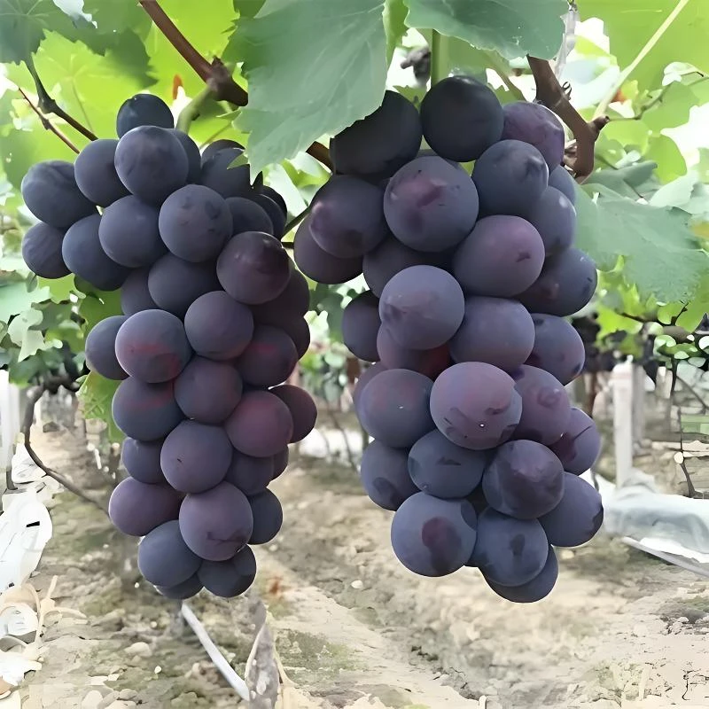 辽峰葡萄树苗大果中熟爬藤葡萄苗扦插南方北方种植庭院盆栽果树苗