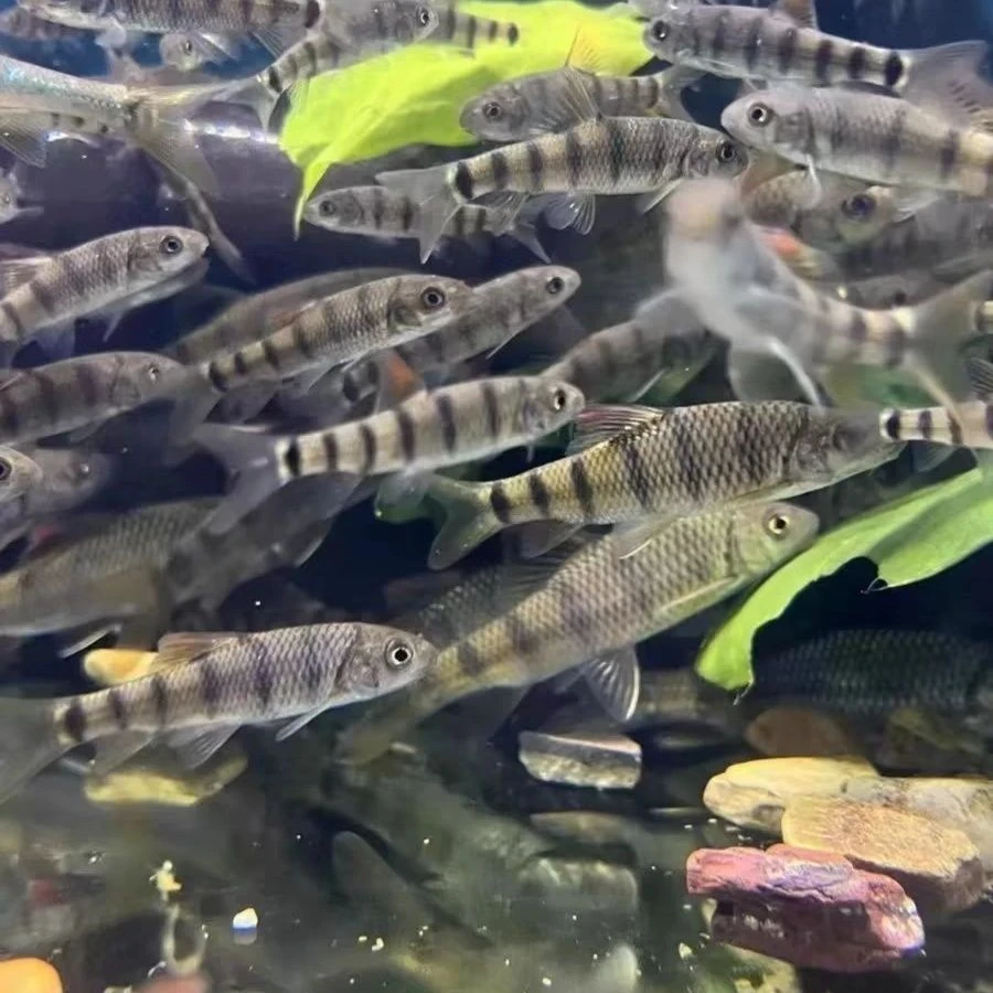 网红原生溪石斑鱼光唇鱼小型观赏美好养活冷水淡水鱼群游除藻红腹