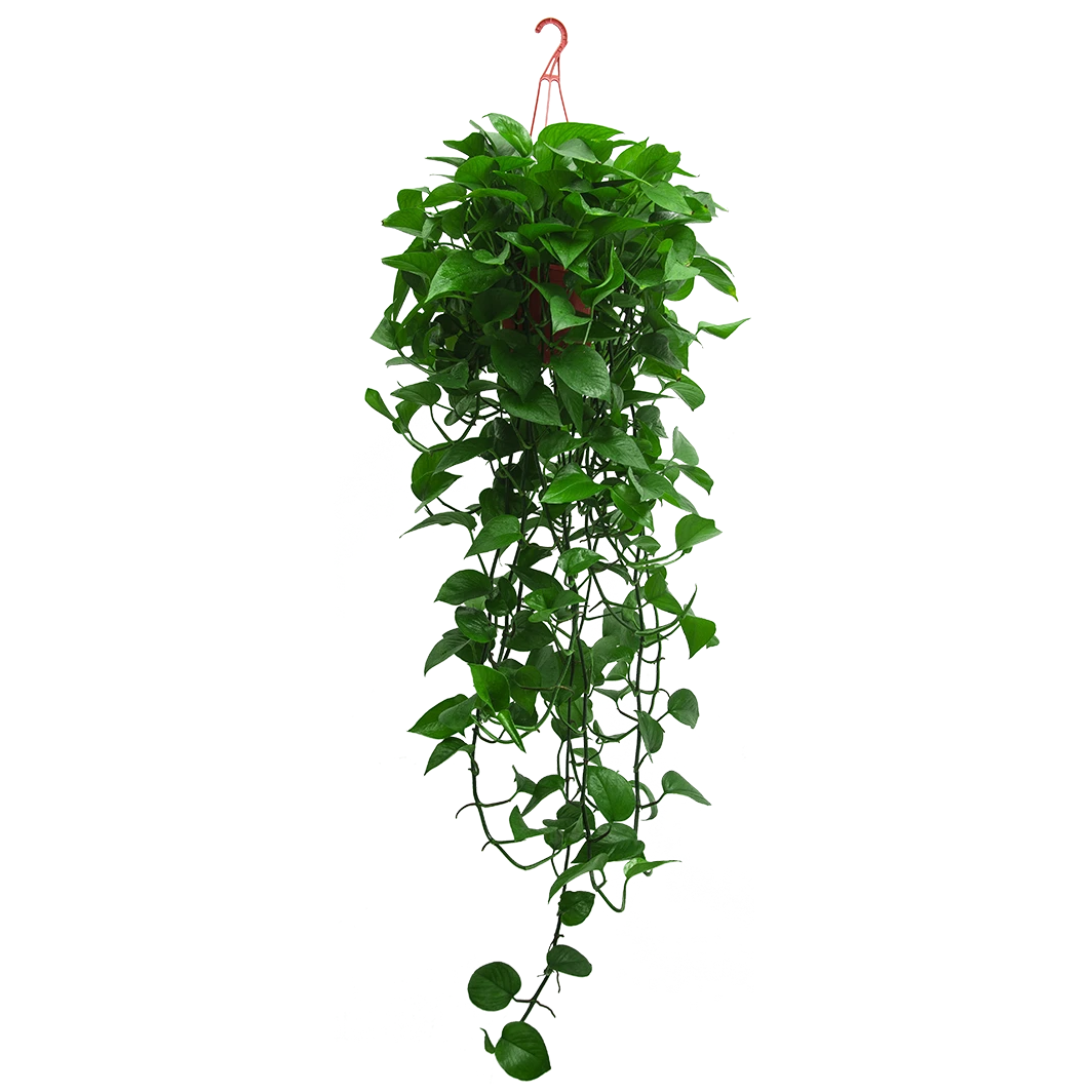 长藤绿萝盆栽观叶植物办公室内净化空气除甲醛客厅新房盆栽花卉