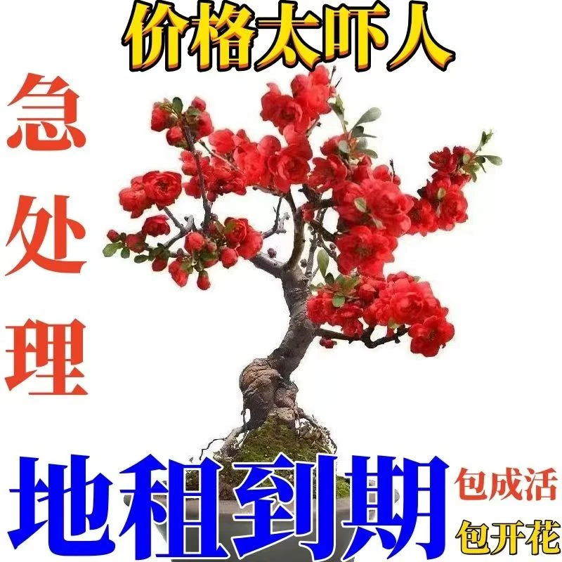 四季海棠树苗开花海棠花苗盆景耐寒花卉长寿冠阳台盆栽室内外绿植