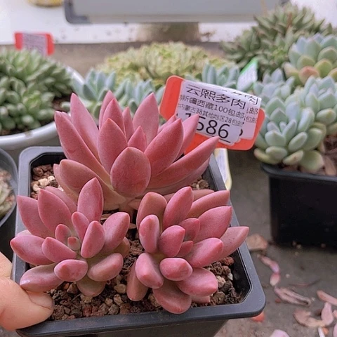 1586桃花源。