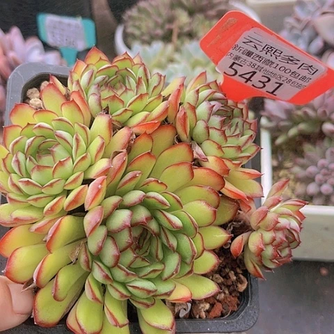 5431梦幻玫瑰。