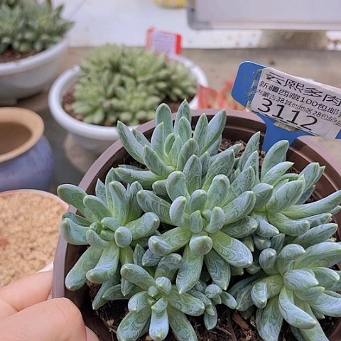 3112炫彩星。
