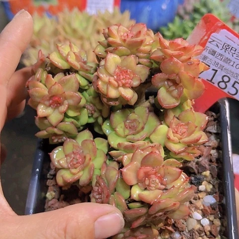 7185蜡牡丹。