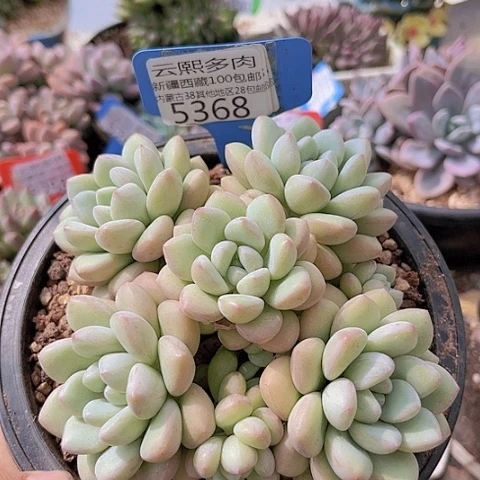 5368泡泡糖。