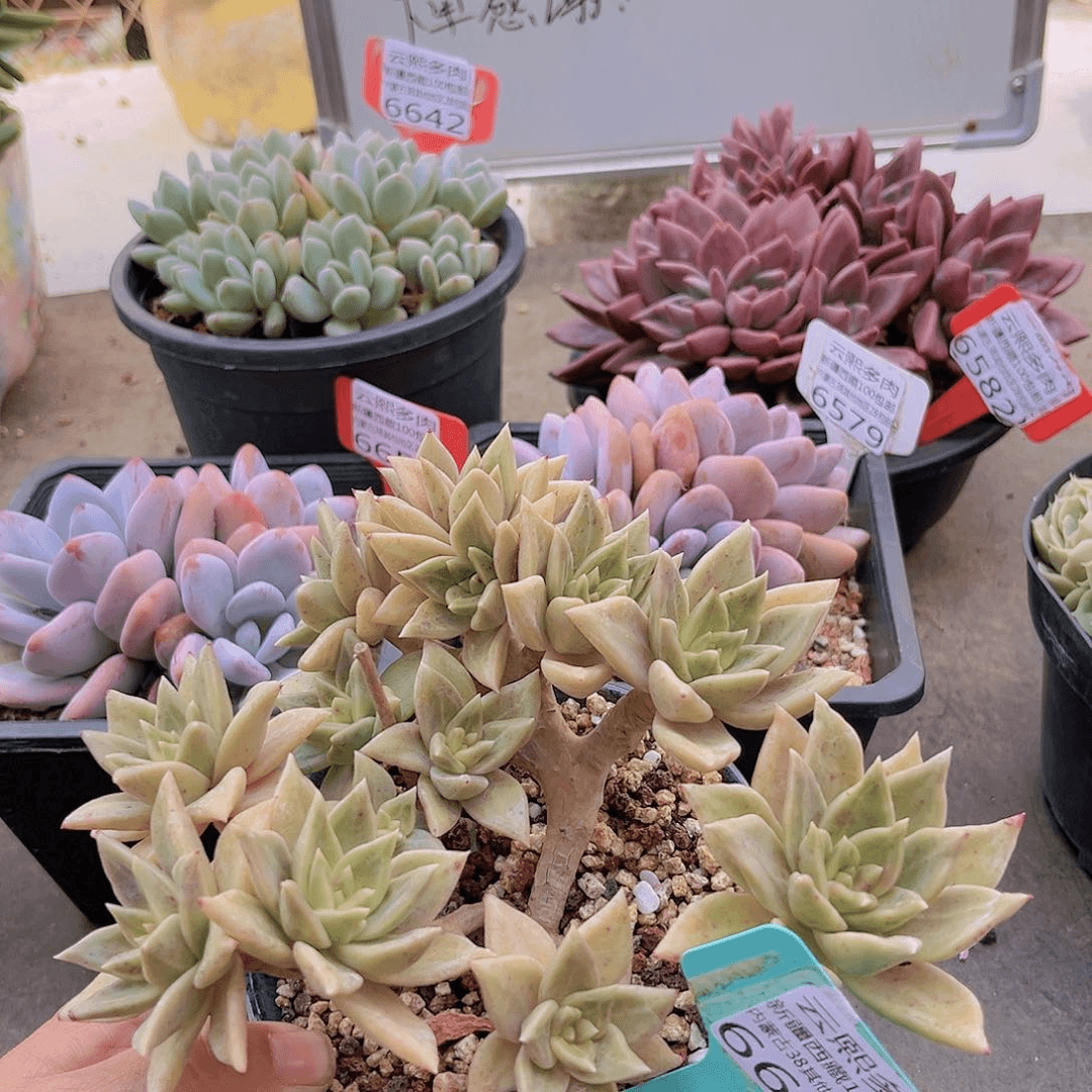6658表丽娜。