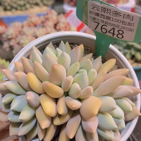 7648胖美人。