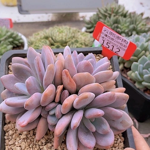 1512粉兔。