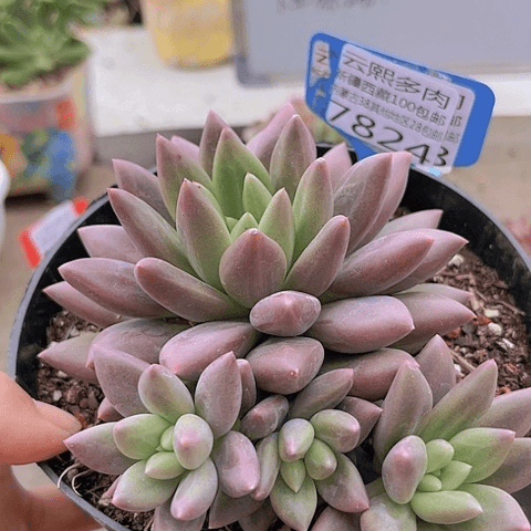 7824红蜻蜓。