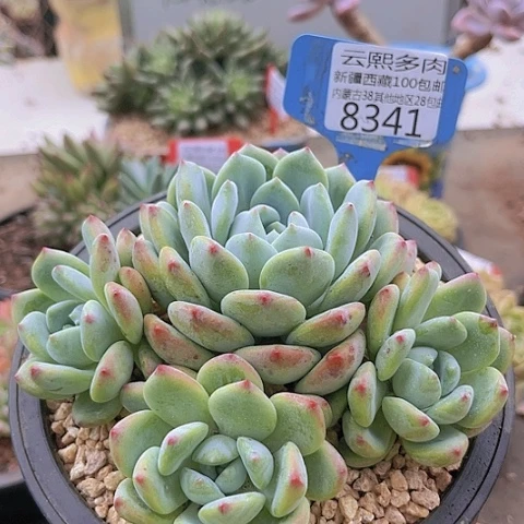 8341望舒。