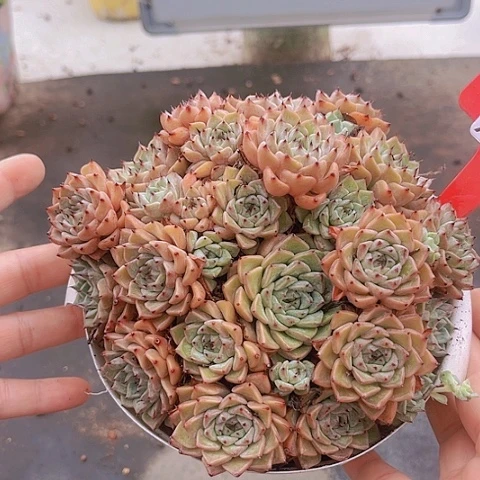 7749沙罗姬牡丹。