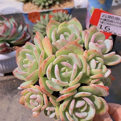16白月光。