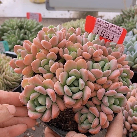 1593白鹭。