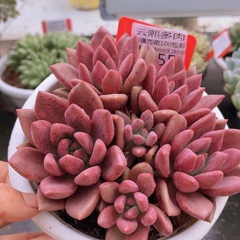 1655桃花源。
