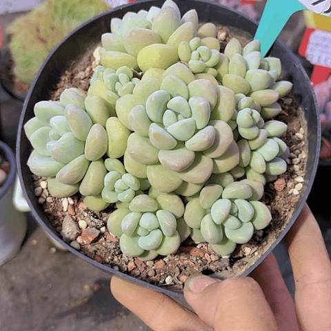 8117泡泡糖。
