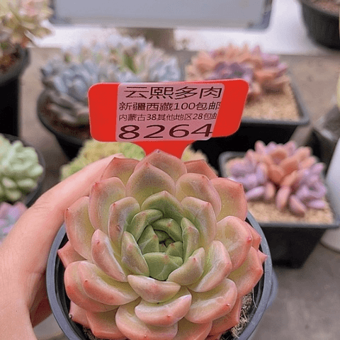 8264香槟杂。