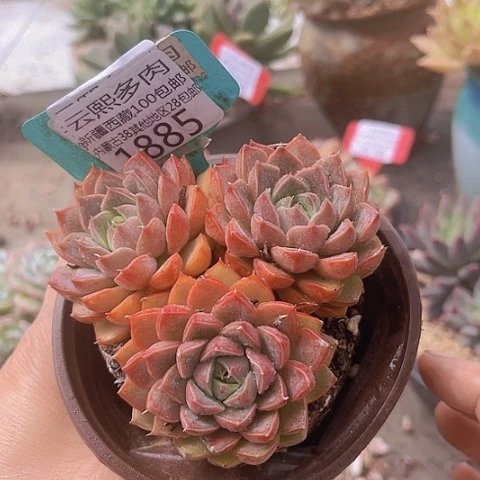 1885玫瑰夫人。