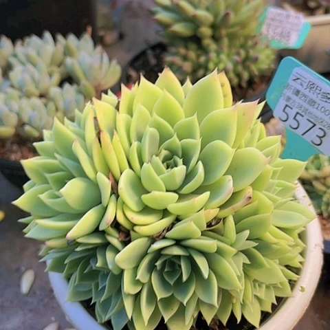 5573三色堇。