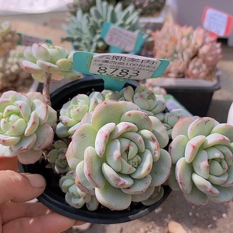 8783香草。