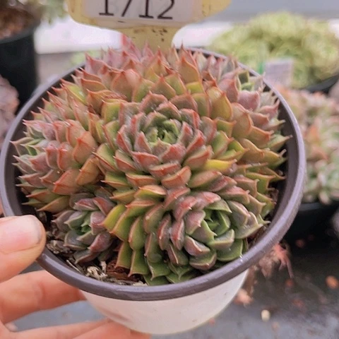 1712玫瑰夫人。