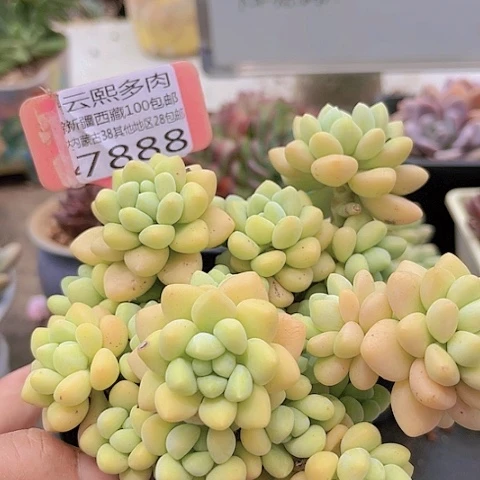7888蛋糕。