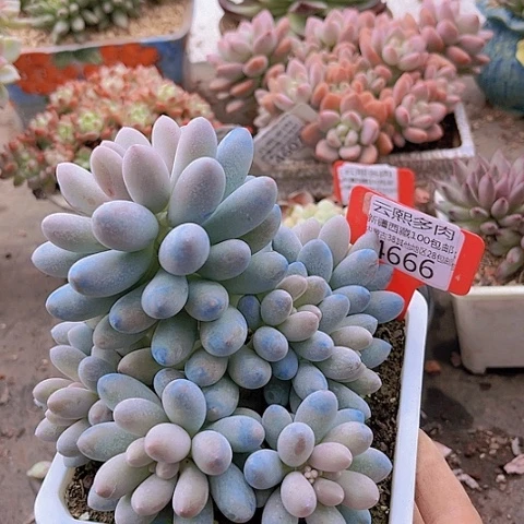 4666汤圆。