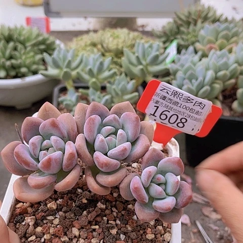 1608奥普。