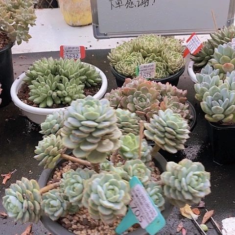 1705香草。