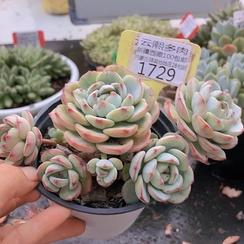 1729香草。