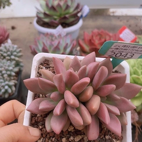 2043桃花源。