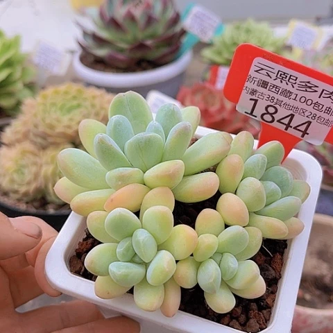 1844香玉。