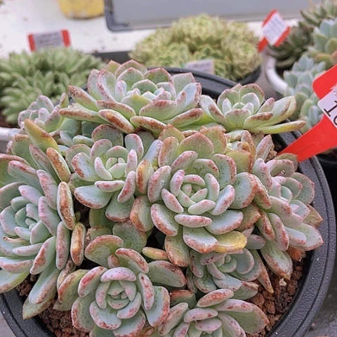 白*陈1677千山雪。