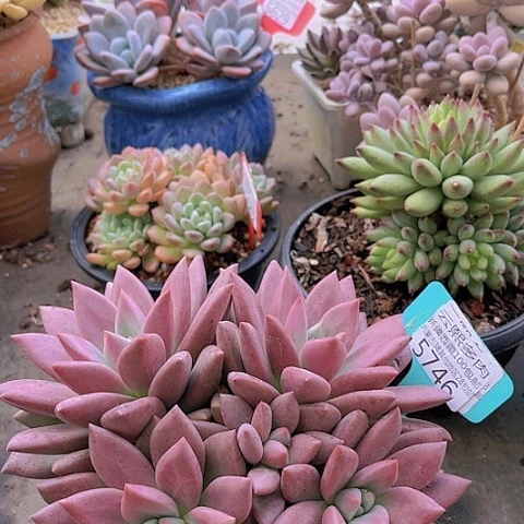 5746桃花源。