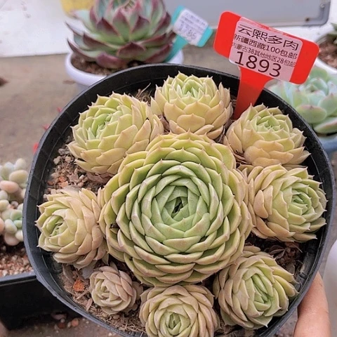 1893昂斯诺。